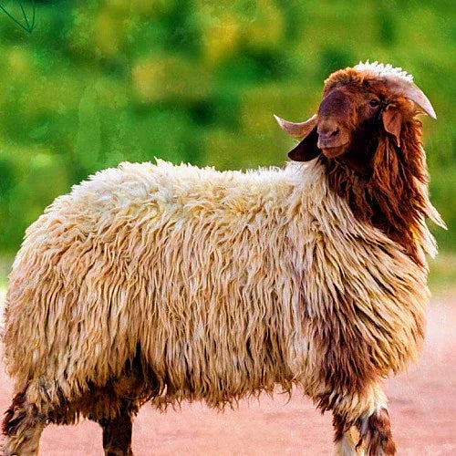 نعيمي جذع ناهي 30-40 - قـنـطـرة