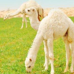 حاشي حوار صغير 75-85 - قـنـطـرة