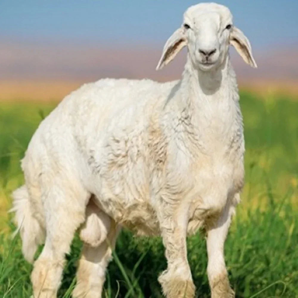 حري جذع وسط 20-25 - قـنـطـرة