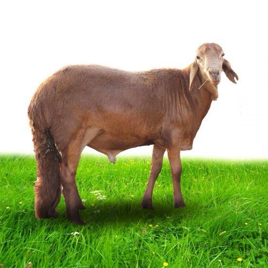 ساكني مربى جذع طيب 20-25 - قـنـطـرة