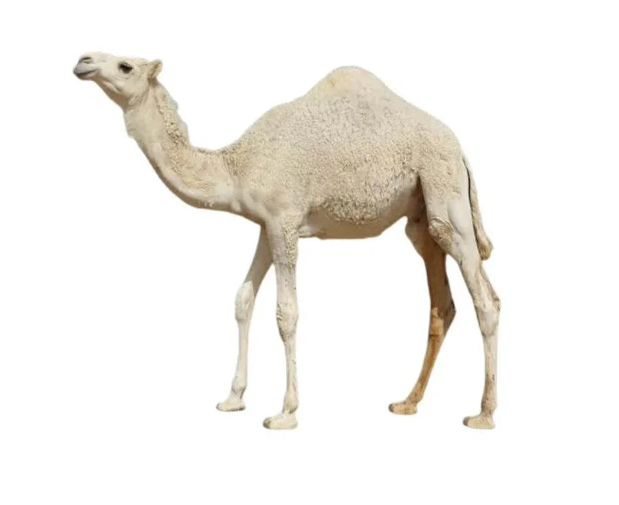 حاشي بلدي 7-12 شهر 140-150 - قـنـطـرة