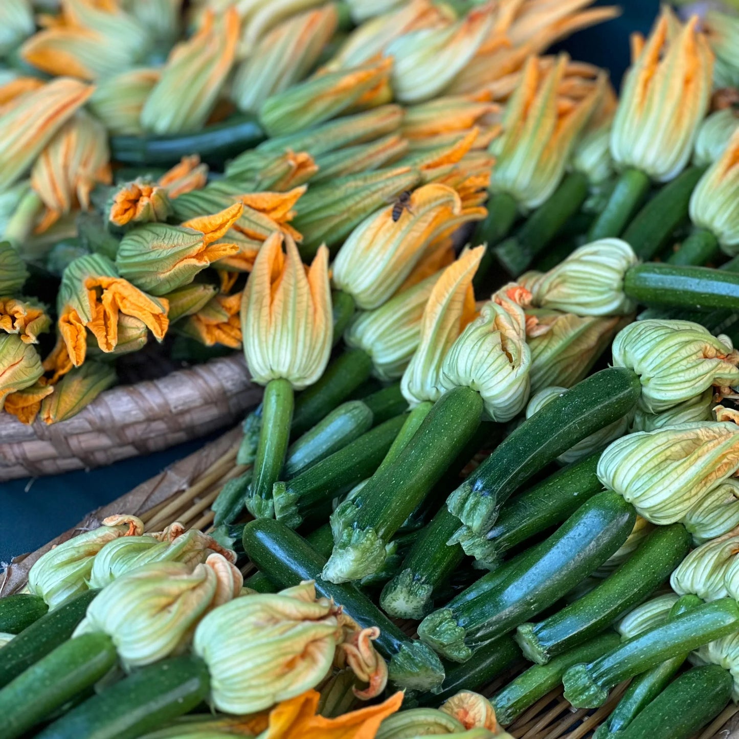 Zucchini - قـنـطـرة