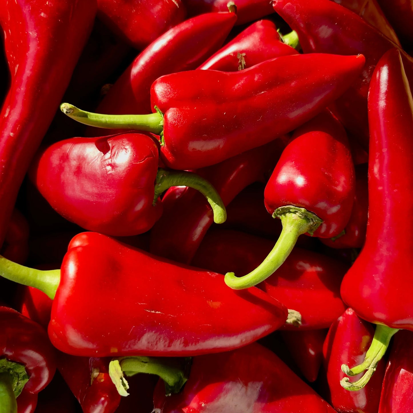 Pepper - قـنـطـرة